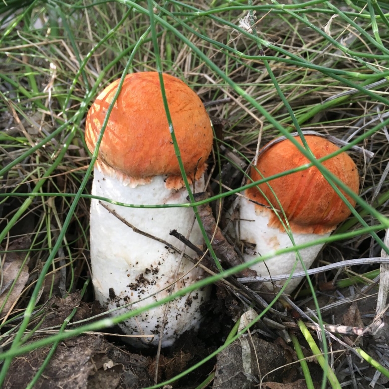 Есть такие грибы