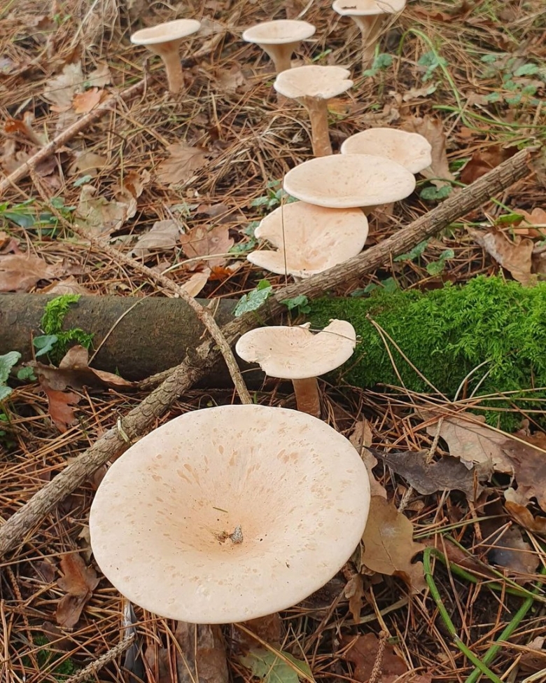 Говорушка подогнутая гриб