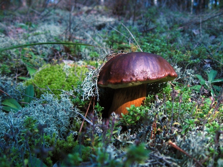 Сосновик гриб