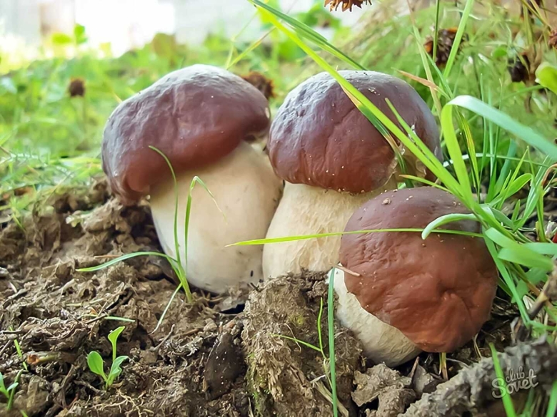 Грибы растущие в саду