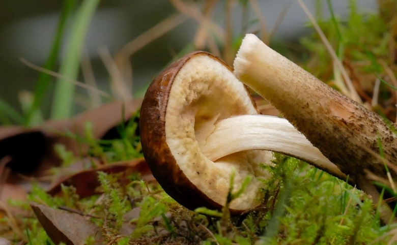Гриб похожий на белый