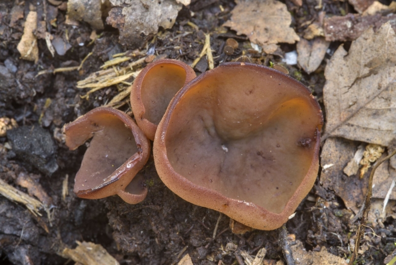 Пецица коричневая гриб