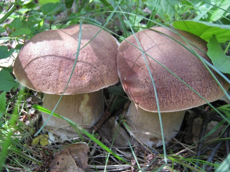 Белый гриб с розовым низом