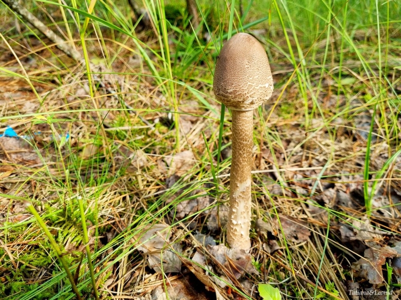 Зонтик пестрый осенний