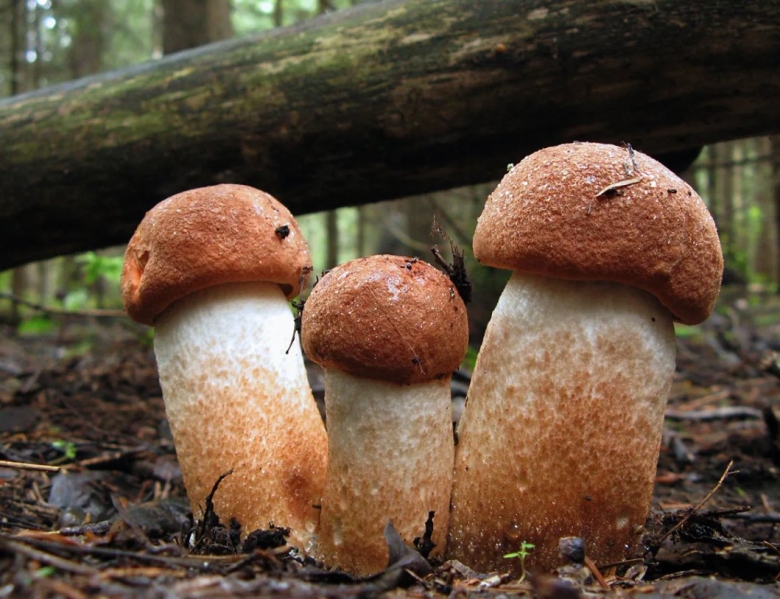 Съедобные грибы подосиновик