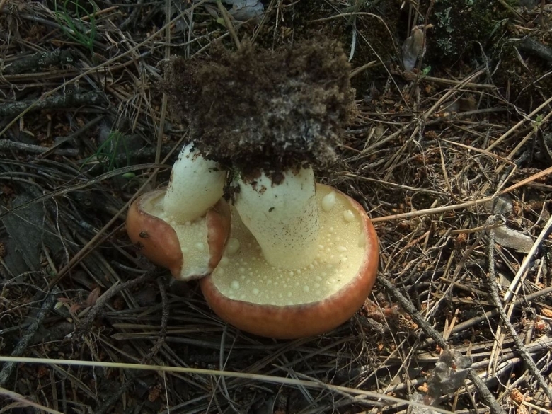 Грибы растущие под елками