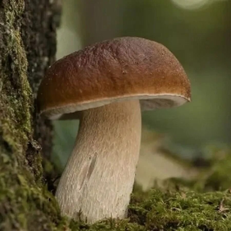 Грибы и грибники Ульяновской области в контакте