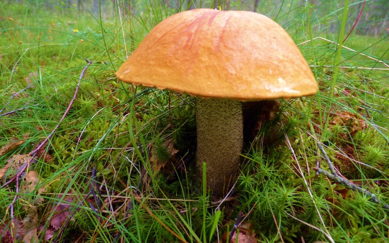 Колосовики грибы