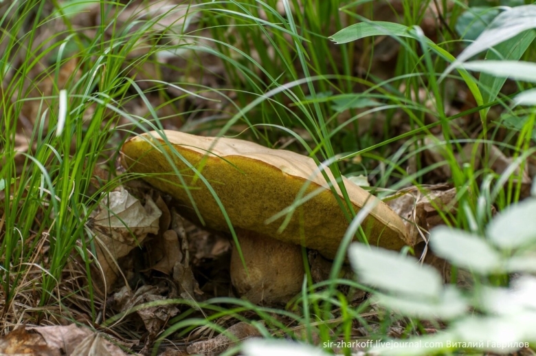 Cyptotrama asprata гриб