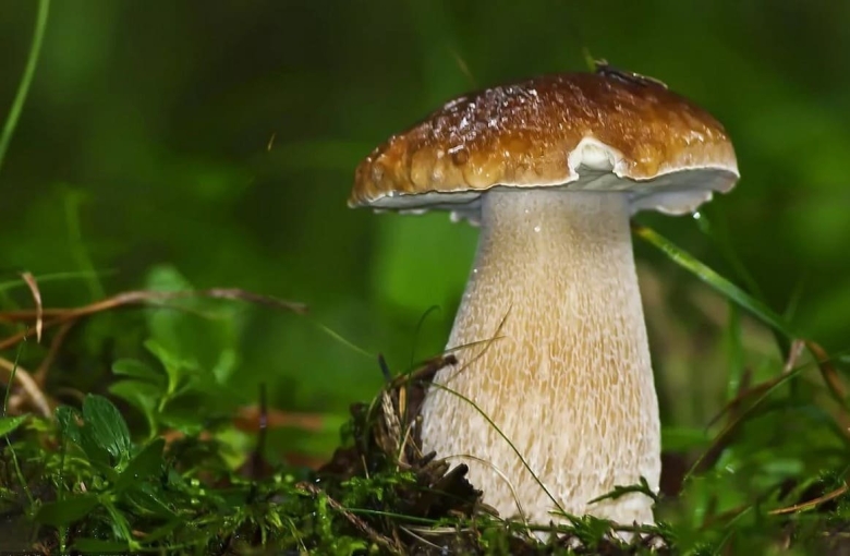 Гриб Боровик