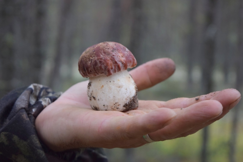 Запрещенные грибы