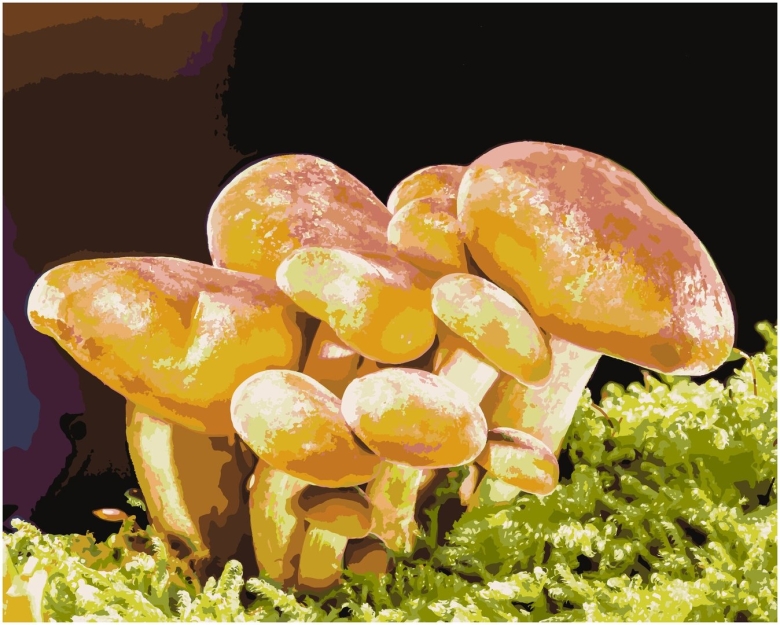 Красивые грибочки