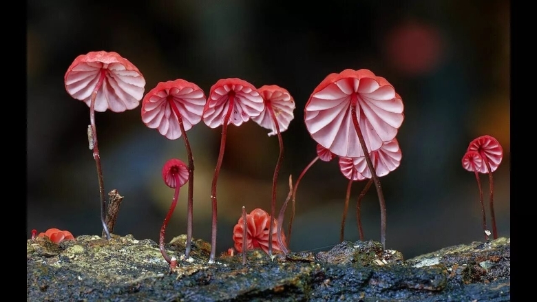 Гриб marasmius haematocephalus