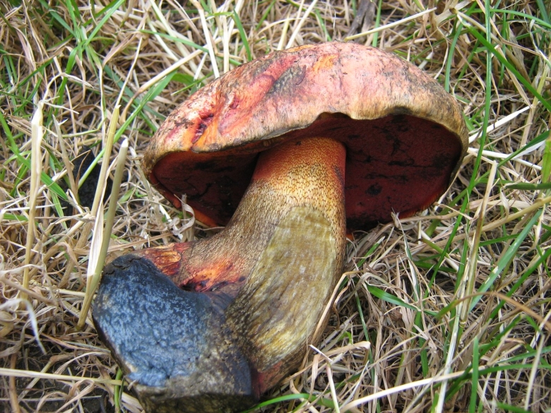 Lurid Boletus