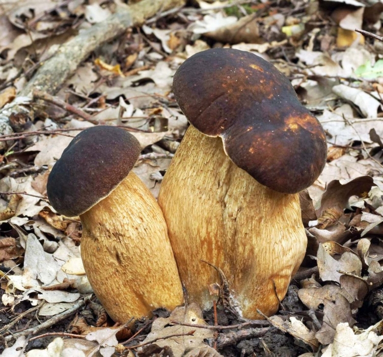 Белый гриб бронзовый Boletus aereus