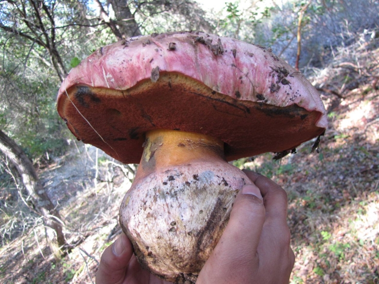Boletus pulcherrimus