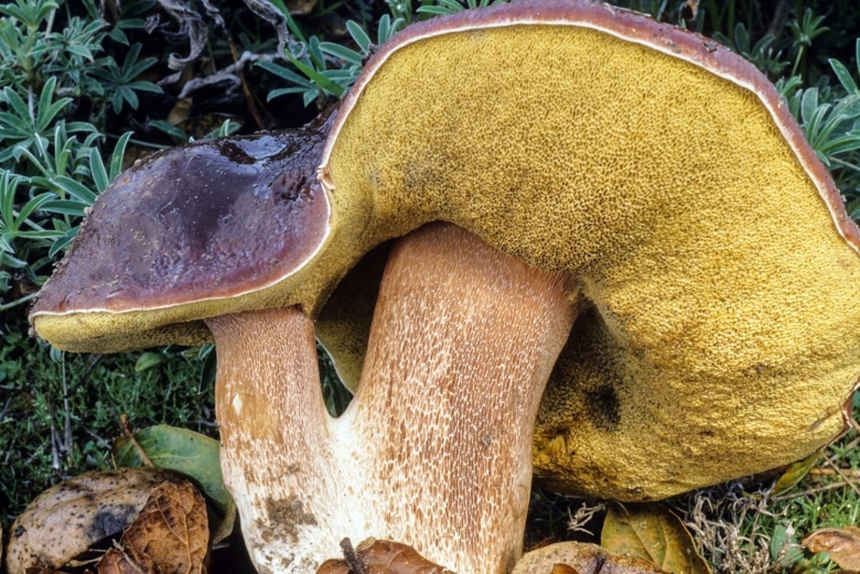 Boletus marginatus