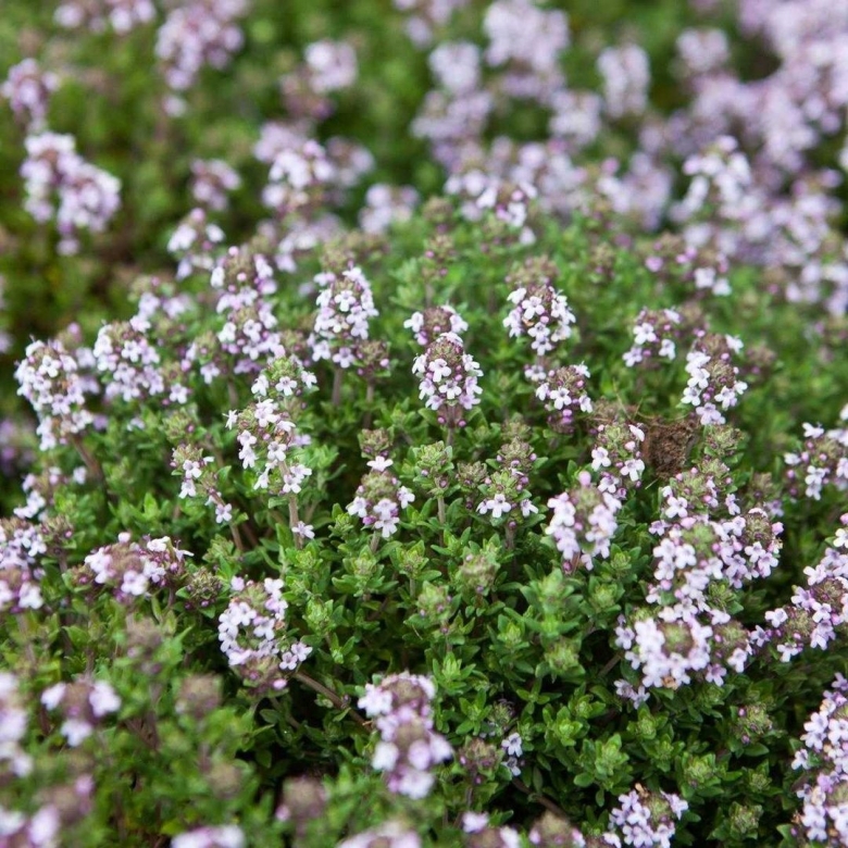 Тимьян обыкновенный Thymus vulgaris