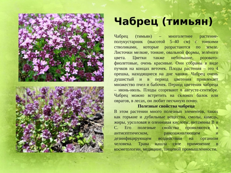 Тимьян ползучий Крымский
