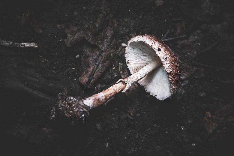 Гриб зонтик пёстрый macrolepiota procera