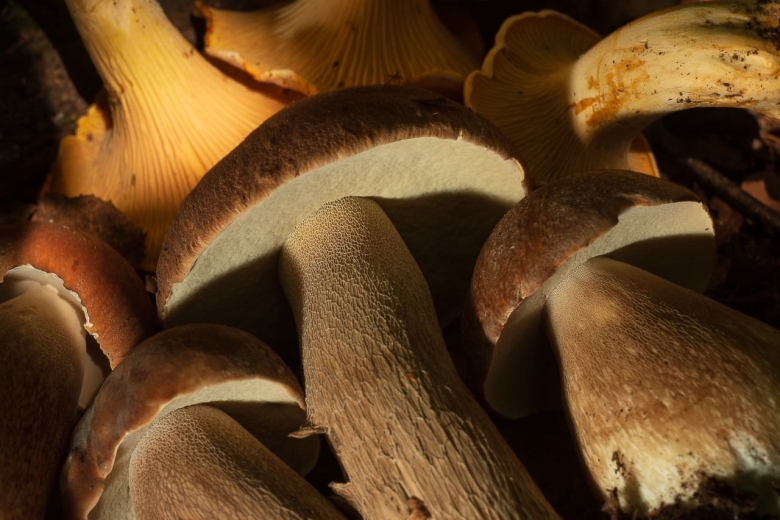 Опята на Байкале