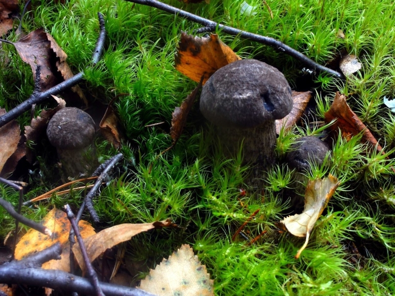 Черные грибы в Подмосковье