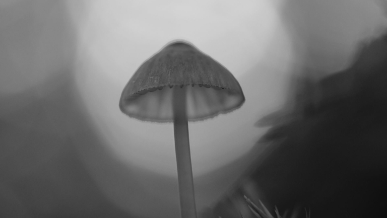 Грибы макро