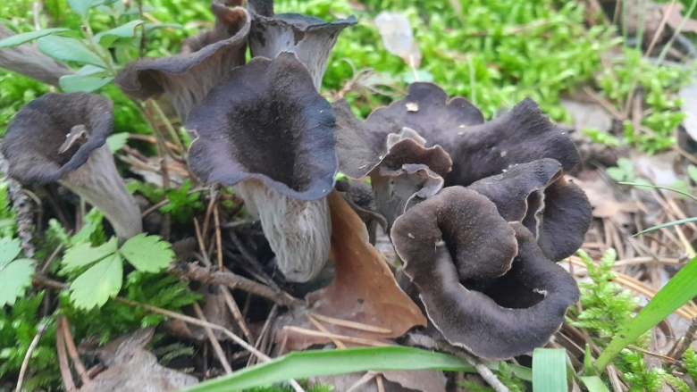 Вороночник рожковидный