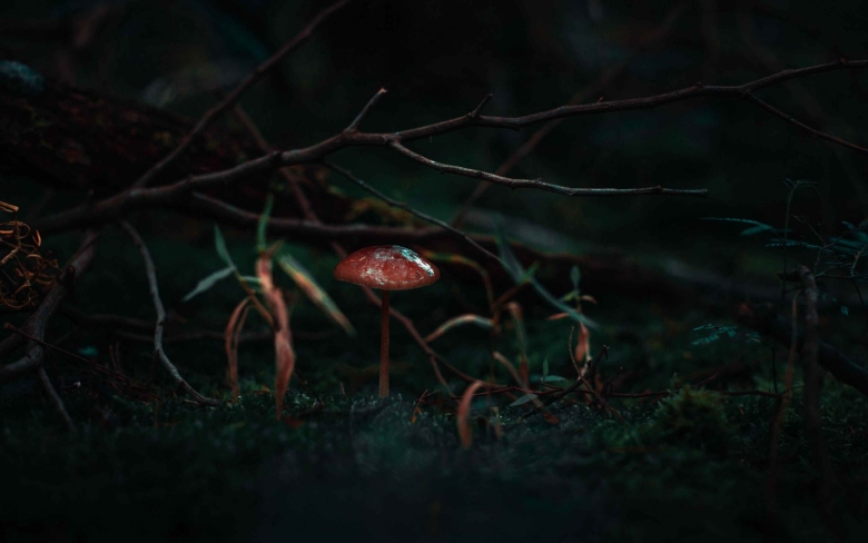 Психоделические грибы