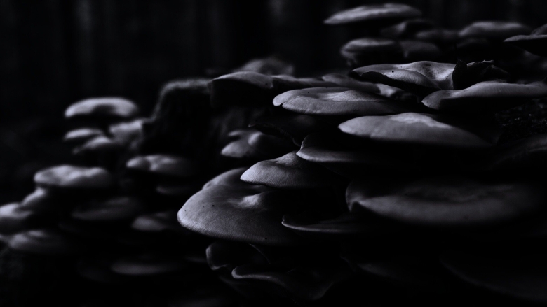 Грибы на черном фоне