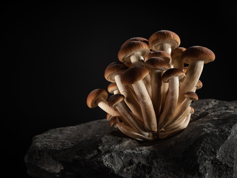 Грибница опенка темного