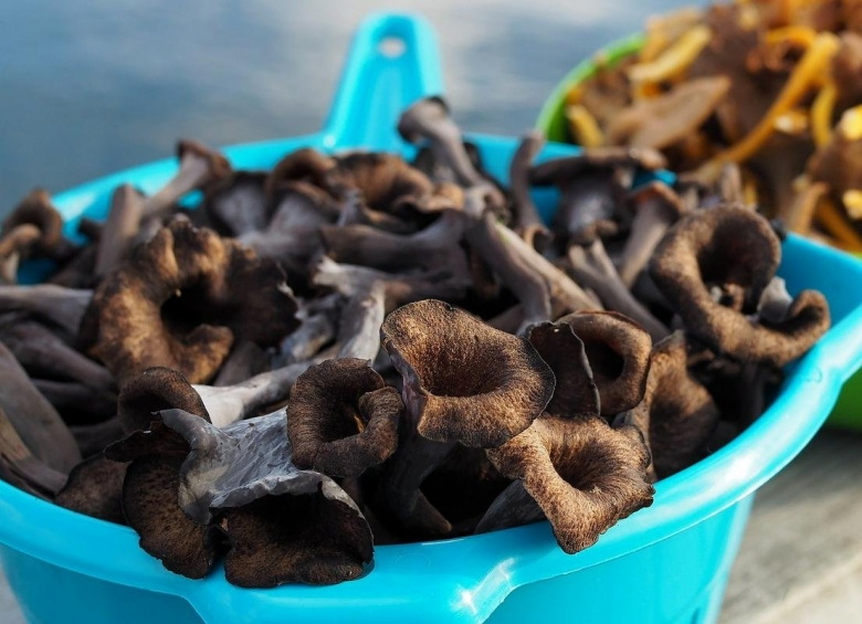 Вороночник рожковидный