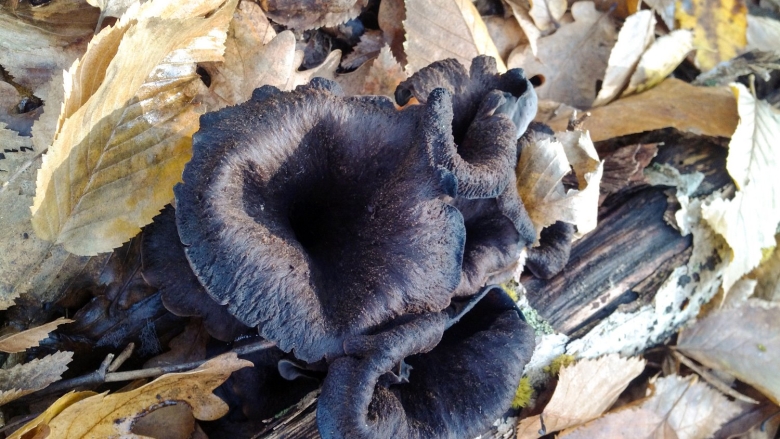 Вороночник рожковидный гриб