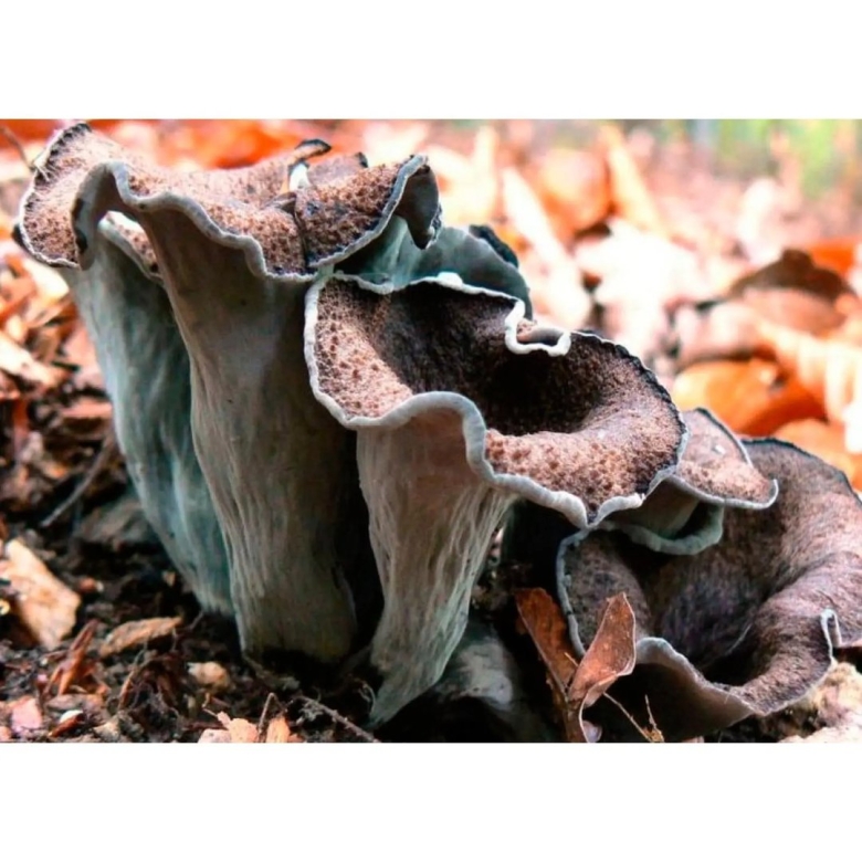 Вороночник рожковидный гриб