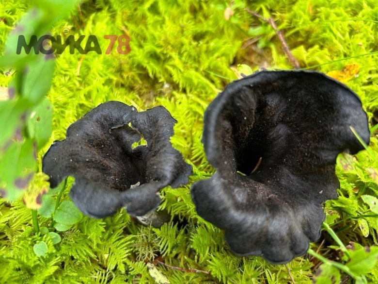 Черная лисичка гриб