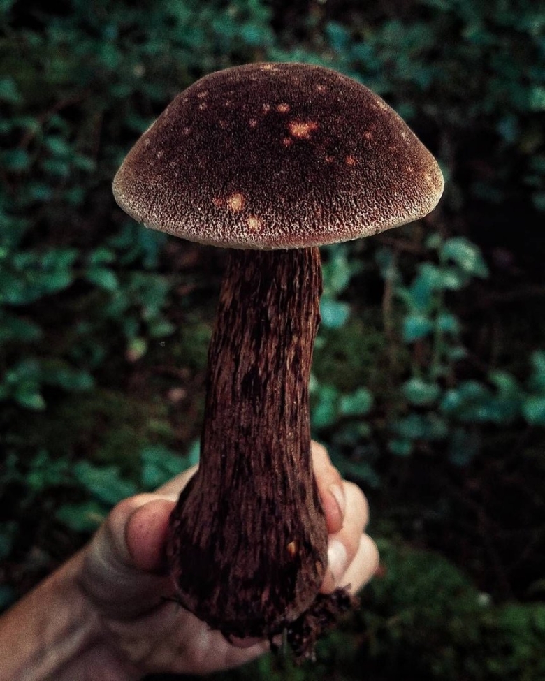 Aureoboletus Mirabilis