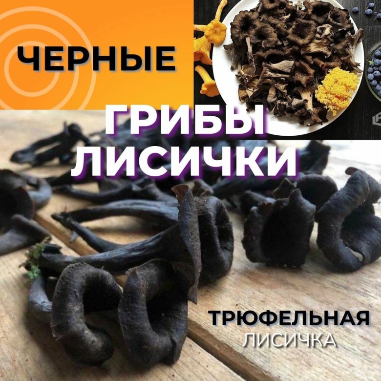 Лисичка черная вороночник сушеная