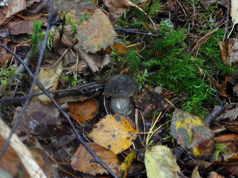 Грибы Псковской области