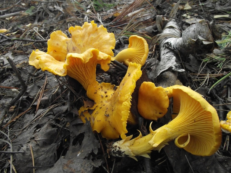 Лисичка обыкновенная грибы на Сахалине