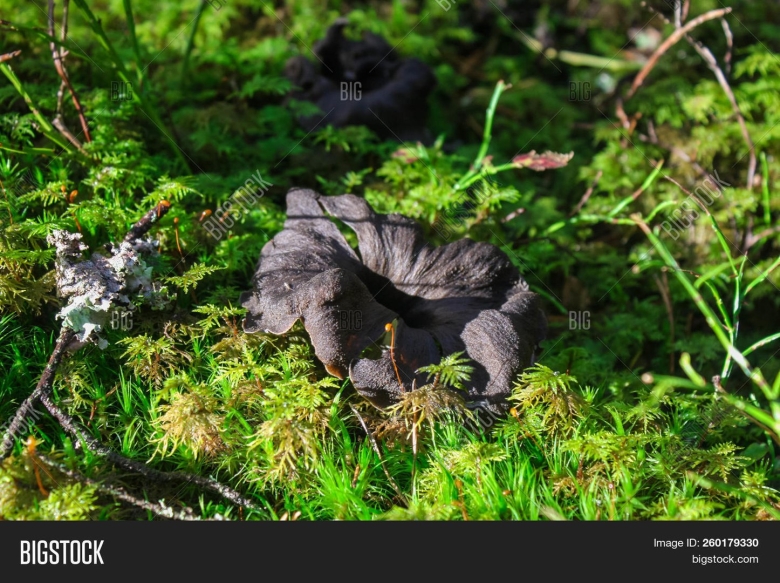 Вороночник рожковидный ложный
