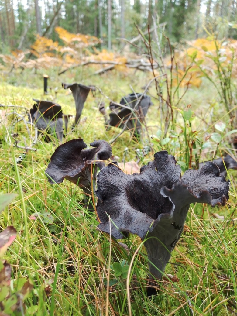 Горные лисички грибы