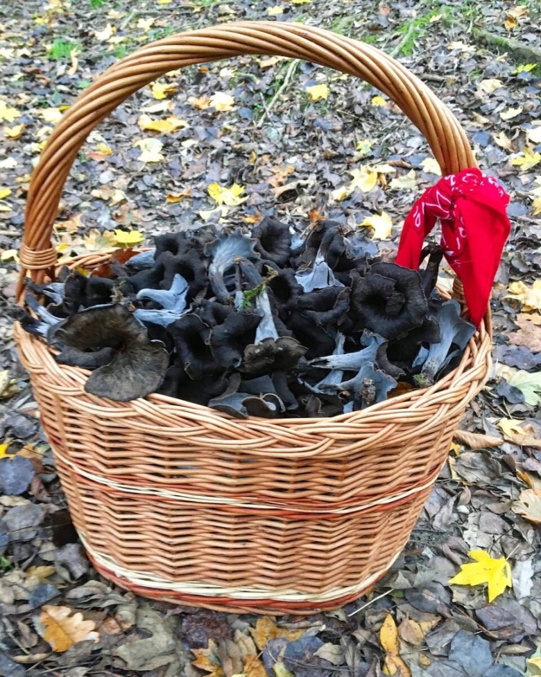 Гриб черный