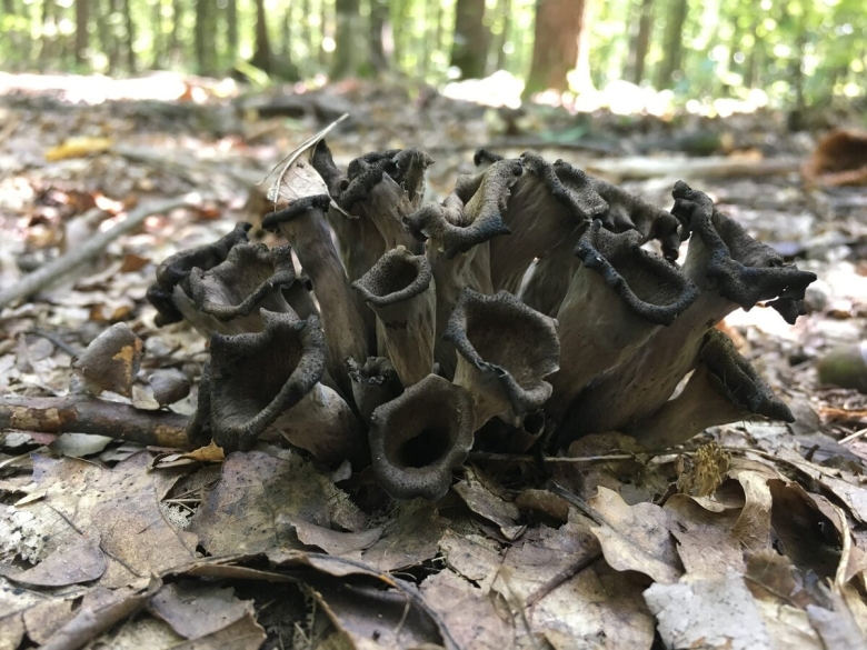 Вороночник рожковидный гриб