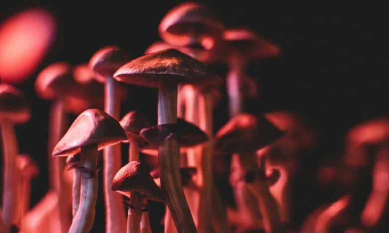 Magic Mushrooms Microdosing