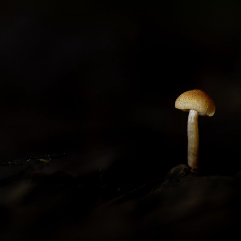 Фон с грибами Эстетика