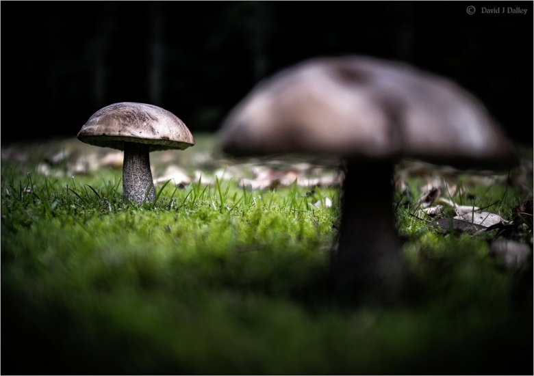 Великобритания грибы