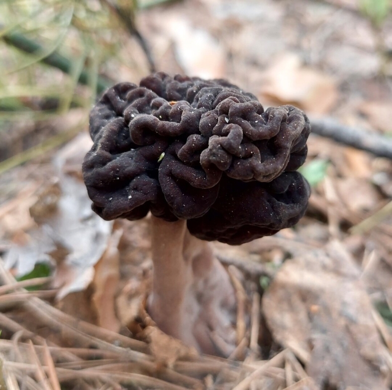 Гриб строчок обыкновенный