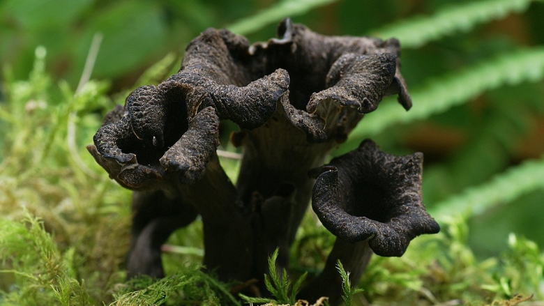 Вороночник рожковидный