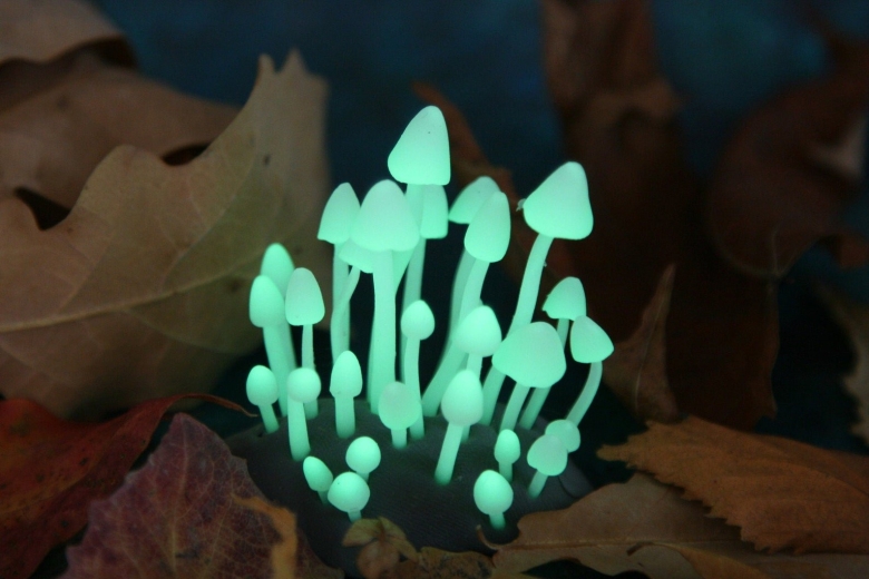 Галлюциногенные грибы арт