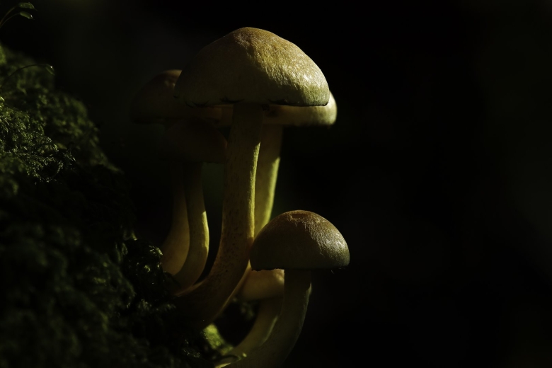 Грибница опенка темного